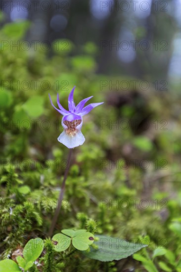 Calypso orchid, fairy slipper, Venus's slipper (Calypso bulbosa, Cypripedium bulbosum) in flower in forest, Sweden, Scandinavia