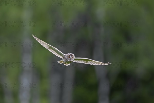 Long-eared owl (Asio otus) in flight over grassland at forest edge, hunting for rodents like mice and voles