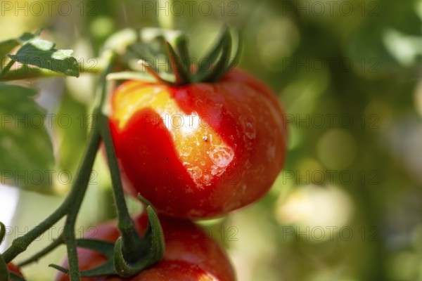 Close-up of tomatoes in the garden