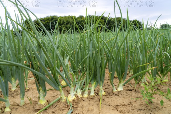 Agriculture, field with onions, shortly in front of harvest, near Nettetal, on the Lower Rhine, North Rhine-Westphalia, Germany