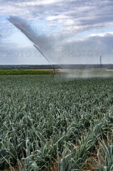 Agriculture, artificial irrigation of a field, sprinkler system, leek, leek, east of Nettetal, on the Lower Rhine, North Rhine-Westphalia, Germany