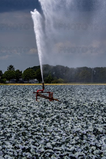 Agriculture, artificial irrigation of a field, irrigation system, cabbage cultivation, red cabbage, near Kempen on the Lower Rhine, North Rhine-Westphalia, Germany