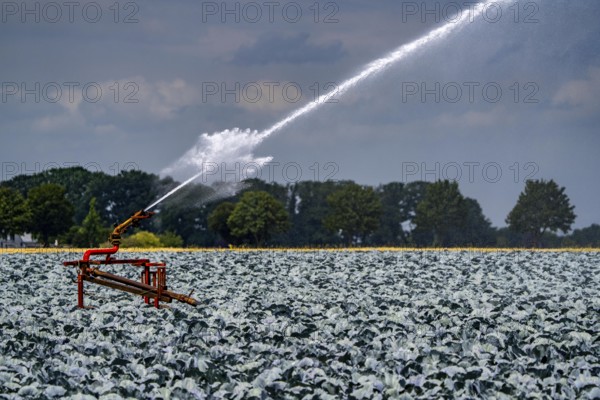 Agriculture, artificial irrigation of a field, irrigation system, cabbage cultivation, red cabbage, near Kempen on the Lower Rhine, North Rhine-Westphalia, Germany