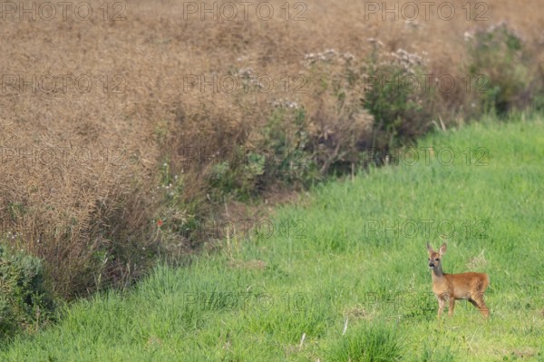 Fawn (Capreolus capreolus) at the edge of a field, Mecklenburg-Western Pomerania, Müritz region, Germany