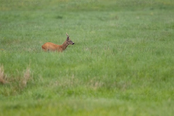Roebuck (Capreolus capreolus), Mecklenburg-Western Pomerania, Müritz region, Germany