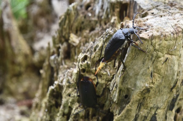 The Prionus coriarius beetle (Prionus coriarius) on dead wood