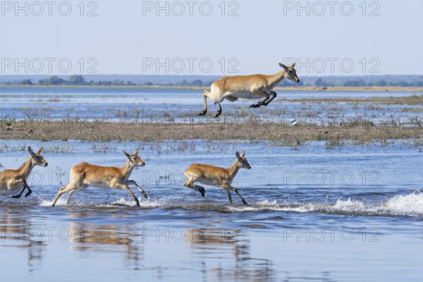 Red lechwe antelope herd (Kobus lache) runs through shallow water, splashing wildly in Chobe River. One wild animal jumps high. Chobe National Park, Botswana, Southern Africa