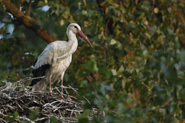 High up in the poplars... White stork (Ciconia ciconia) on its nest in a tree, young adult bird stands in its natural eyrie in the early morning light, waiting for its mate, stork ringed in the Netherlands, Meerbusch, Rhein-Kreis Neuss, North Rhine-Westphalia, Rhineland, Germany, Western Europe