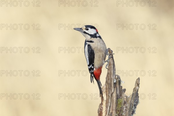 Great spotted woodpecker (Dendrocopos major), male, foraging on a tree stump overgrown with moss and lichen in the forest, Wilnsdorf, North Rhine-Westphalia, Germany