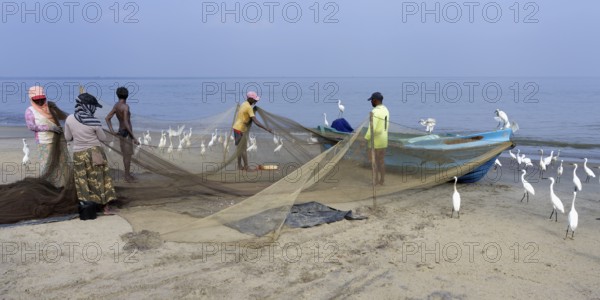 Fishermen cleaning their fishnets surrounded by little egrets on the beach, Negombo, Sri Lanka