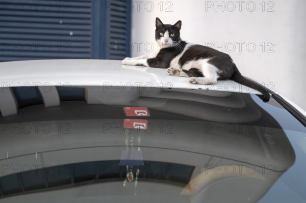 Domestic cat (Felis catus) lying on a car roof, Abu Dhabi, United Arab Emirates