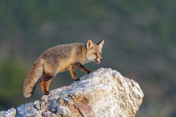 Red fox (Vulpes vulpes) in early morning light on a rock, Sierra de San Pedro, Extremadura, Spain
