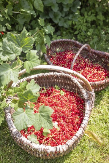 Two baskets of redcurrants or currants, Ribes Rubum, Upper Bavaria, Bavaria, Germany