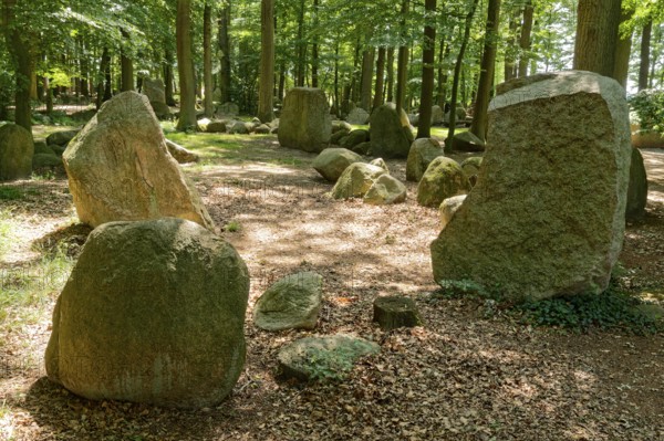 Erratic blocks in the Neuenknick erratic block forest in the Teutoburg Forest. Around 2000 of the ice-age relics have been brought together in a collection. The erratic boulder forest includes a nature discovery trail and is equipped as a leisure and recreation centre. Petershagen, North Rhine-Westphalia. Germany