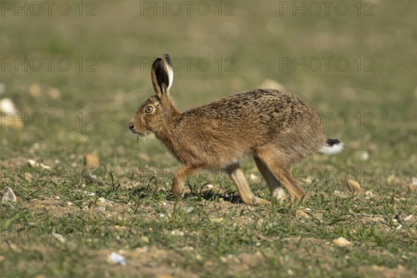 European brown hare (Lepus europaeus) adult animal running in a farmland field in springtime, England, United Kingdom