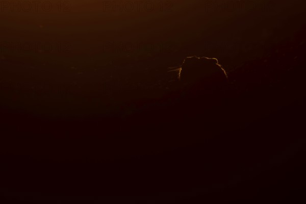 European brown hare (Lepus europaeus) adult animal rim lit from backlighting in a farmland field at sunset, England, United Kingdom