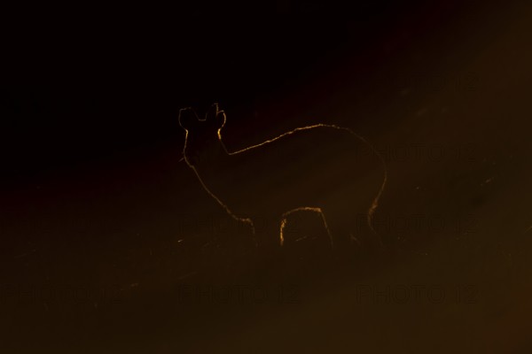 Chinese water deer (Hydropotes inermis) adult animal rim lit with backlighting at sunset standing in a field, England, United Kingdom