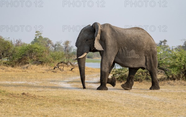 African elephant (Loxodonta africana), adult, Okavango Delta, Moremi Game Reserve, Botswana