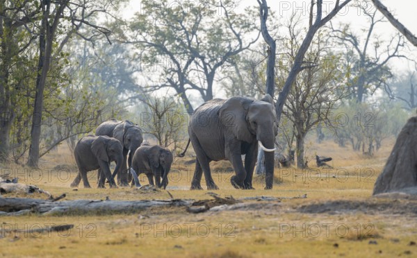 African elephant (Loxodonta africana), group with young, Okavango Delta, Moremi Game Reserve, Botswana