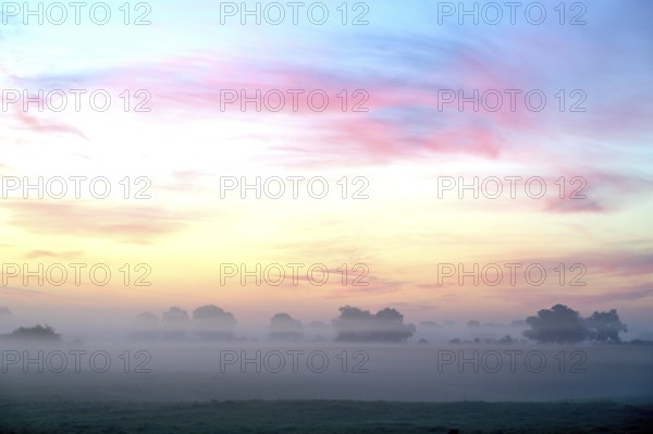 Landscape with deciduous trees at dawn and ground fog, Lower Rhine, North Rhine-Westphalia, Germany