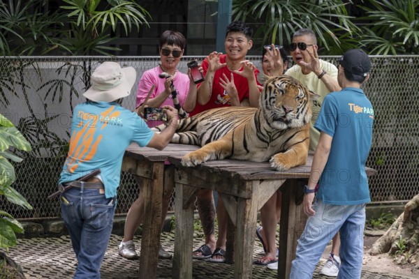 Tourists pose with a tiger (Panthera tigris) Pattaya Thailand