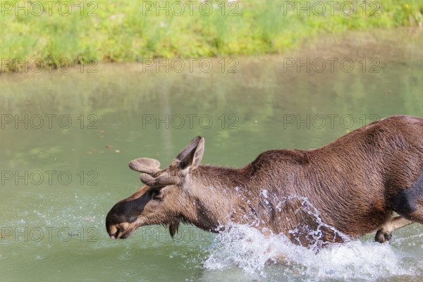 An aggressive bull moose (Alces alces) crosses a stream with splashing water on a sunny day