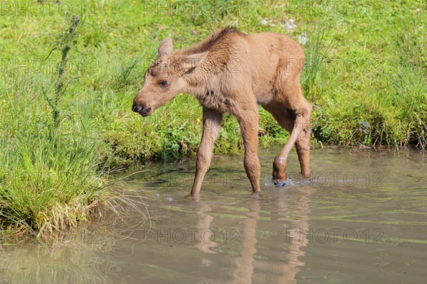 A moose calf (Alces alces) walks along the bank of a shallow stream on a sunny day in search of fresh food