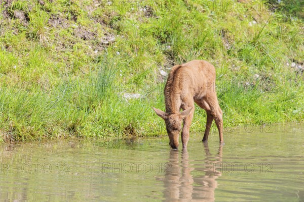 A Moose calf (Alces alces) stands in a shallow stream drinking