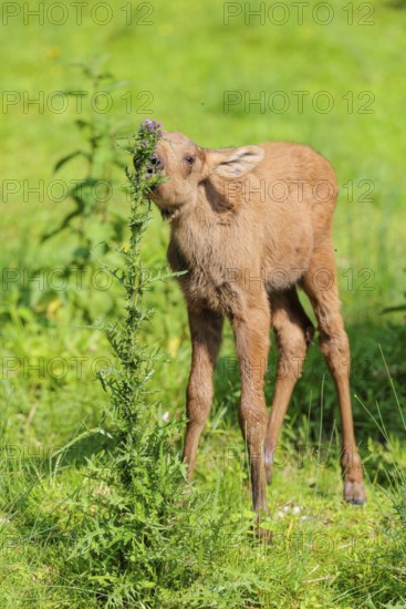 A moose calf (Alces alces) stands on the bank of a shallow stream on a sunny day and eats from a thistle