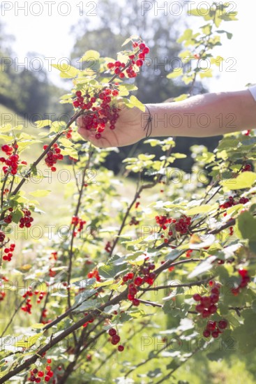 Girl picking redcurrants or currants, Ribes Rubum, Upper Bavaria, Bavaria, Germany