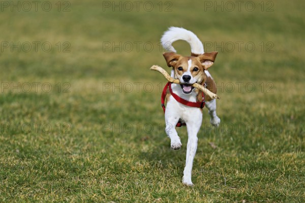 Beagle with branch in mouth jumps across meadow, Switzerland