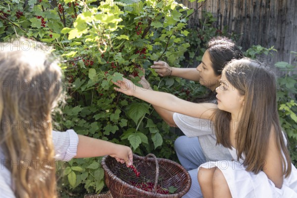A woman and two girls picking redcurrants or currants, Ribes Rubum, Upper Bavaria, Bavaria, Germany