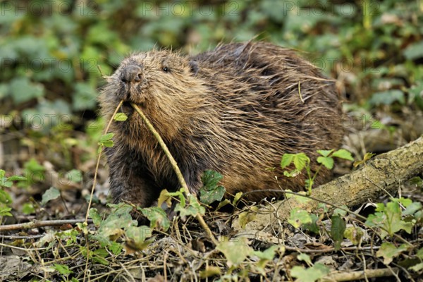 Eurasian beaver, European beaver (Castor fibre), eating leaves on the bank of a stream, Canton Zug, Switzerland