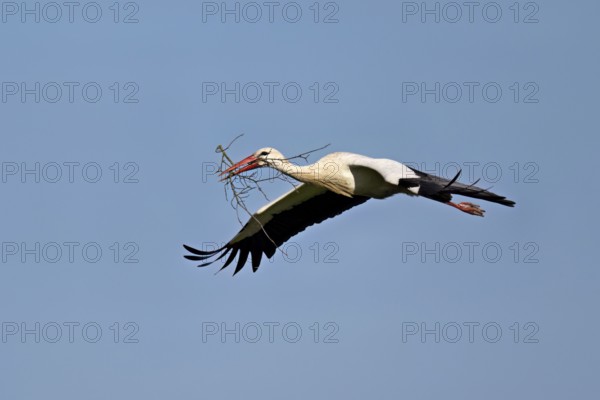 White stork (Ciconia ciconia), with nesting material in its beak in flight, Canton Aargau, Switzerland