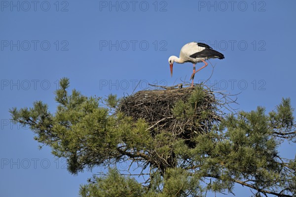 White stork (Ciconia ciconia), standing on eyrie, Switzerland