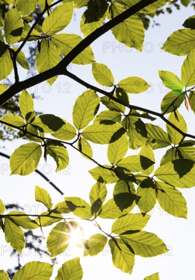 Hornbeam, Carpinus betulus, beech forest with green leaves in the sun, Upper Austria, Austria