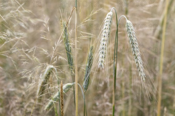 Triticale ears (triticale), Emsland, Lower Saxony, Germany