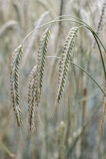 Triticale ears (triticale), Emsland, Lower Saxony, Germany