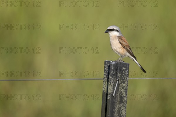 Red-backed shrike (Lanius collurio), Emsland, Lower Saxony, Germany