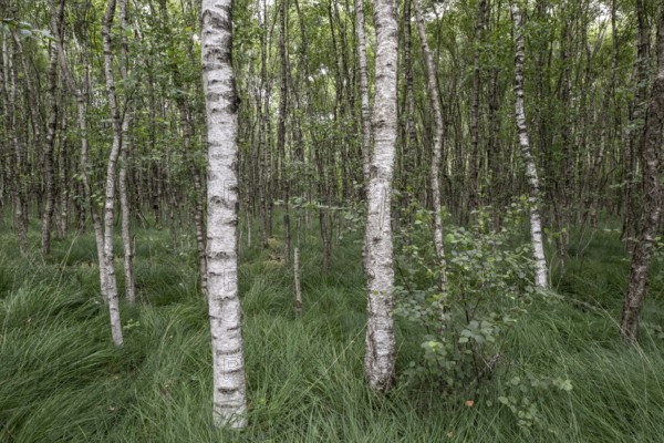 Birch quarry forest (Betula pendula), Emsland, Lower Saxony, Germany