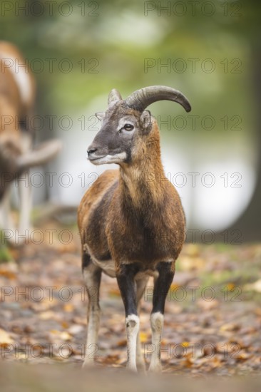 European mouflon (Ovis aries musimon) ram (male) standing in a forest in autumn, Bavaria, Germany