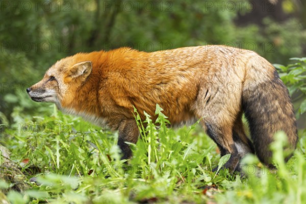 Red fox (Vulpes vulpes) standing in a forest in autumn, Bavaria, Germany