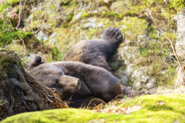 Eurasian Brown Bear (Ursus arctos arctos) lying in a forest, Bavaria, Germany