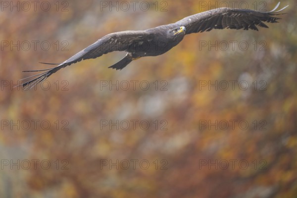 Steppe eagle (Aquila nipalensis) flying on a foggy day in autumn, Bavaria, Germany