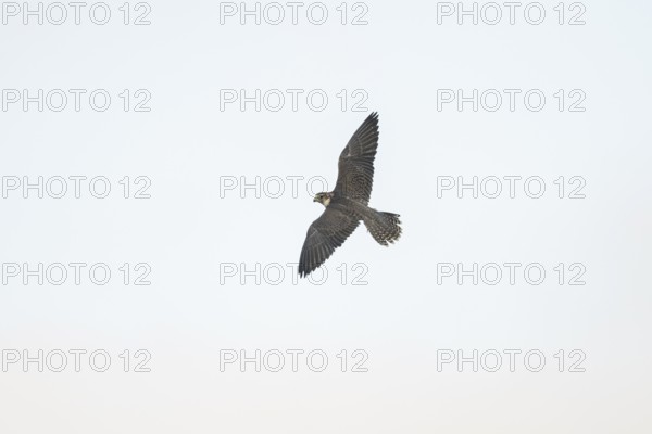 Peregrine falcon (Falco peregrinus) flying, autumn, Bavaria, Germany