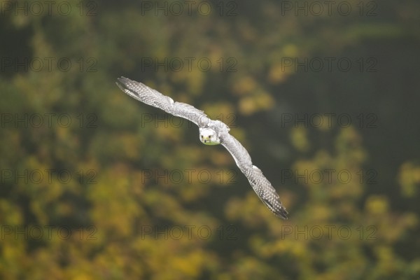 Saker falcon (Falco cherrug) flying, autumn, Bavaria, Germany