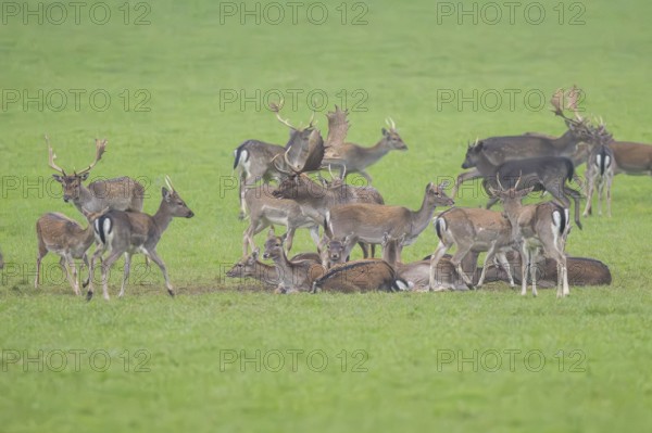 European fallow deer (dama dama) buck with his pack during the rutting season on a meadow in autumn, Bavaria, Germany