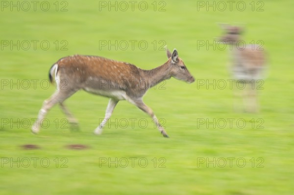 European fallow deer (dama dama) doe running on a meadow in autumn, Bavaria, Germany