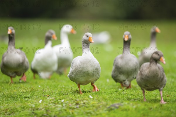 Greylag goose (Anser anser) walking on a meadow, Bavaria, Germany