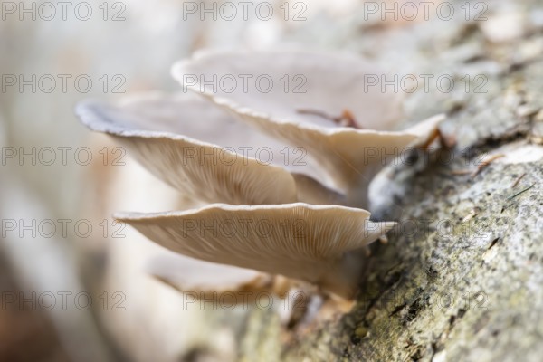 Oyster mushroom (Pleurotus ostreatus) growing an a European beech (Fagus sylvatica) tree trunk in a forest in autumn, Bavaria, Germany
